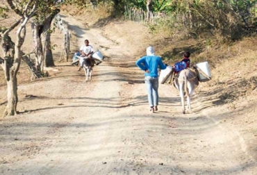 La falta de agua en el municipio de Lorica, hace que sus habitantes busquen en otras regiones del departamento el líquido. Foto: Alcaldía de Lorica. La ganadería de Lorica, Córdoba