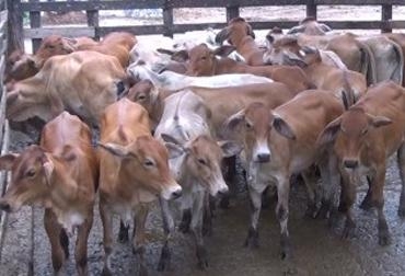 Gracias a TVGAN, el productor bovino genera una ganancia de 13% por venta realizada. Foto: TVGAN. Ahora los remates se realizarán a diario por TV Agro.