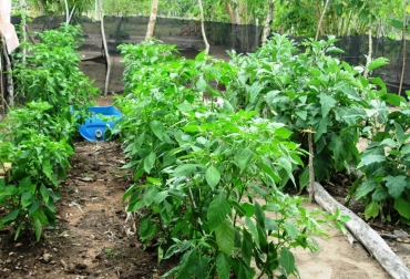 Sembrado de ají en el municipio de San Marco, Sucre. Foto: CONtexto Ganadero. Ganaderos de Magdalena siembran sus propios alimentos.
