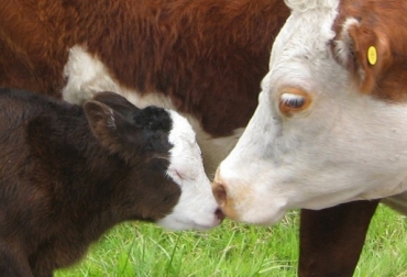 La gobernación de Santander comenzará un programa de repoblamiento bovino en la región. Foto: Página del Ganadero. genética bovina