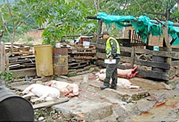 Durante los controles, las autoridades han encontrado lugares clandestinos dedicados al sacrificio que no cuentan con condiciones de salubridad. Foto: Policía Nacional. Sacrificio de cerdos