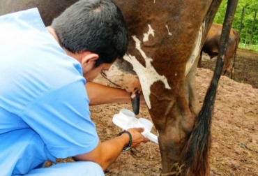 Adelantar una rutina de ordeño adecuada, lavarse las manos antes y después del proceso, y realizar las desinfecciones necesarias, aleja la mastitis de los hatos lecheros. Foto: CONtexto Ganadero. rutina de ordeño