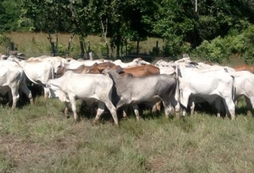 El material genético usado durante el proyecto será de animales de razas como brahamn, senepol, gyr, entre otros. Foto: img.co.class.posot.com. Mejoramiento genético bovino