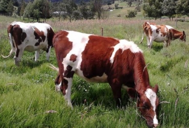 Este programa, cuyo costo es de $17 millones, durará 3 años y prestará asistencia técnica a pequeños productores de leche. Foto. Alcaldía Guachucal. Vaca holstein rojo.