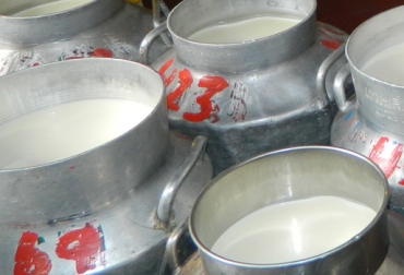 1.500 vacas serán importadas de Ecuador, país que no posee estatus sanitario libre de fiebre aftosa. Foto: CONtexto ganadero. Leche en cantina