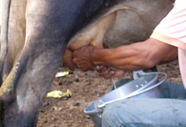 Este proyecto estaría en pleno funcionamiento dentro de 7 años y cuenta con recursos de US$16 millones. Foto: CONtexto ganadero. Ordeño manual.