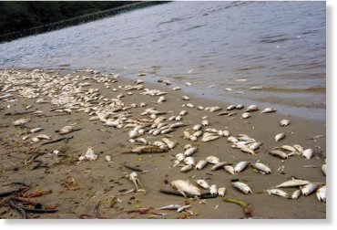 Mortandad de diez especies de peces en la quebrada La Pava. Mortandad de diez especies de peces en la quebrada La Pava.