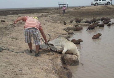 Las reses recorren largos caminos en búsqueda de agua, muchas veces encuentran pozos pero están contaminados con desechos, lo que las lleva a la muerte. Foto: Alfonso Martínez / Fedegán. Reses muertas