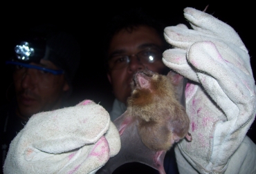 El murciélago hematófago es el encargado de transmitir la rabia a los animales. Foto: Alcaldía Santa Rosa de Cabal. Murciélago hematófago