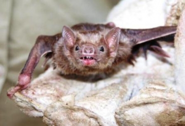 Cesar es la zona del país en donde más se presenta por la cantidad de murciélagos hematófagos que la transmiten. Foto: ICA Murciélago hematófago