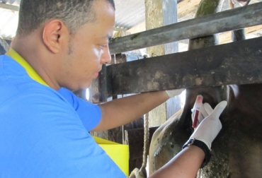 En Nariño, departamento del sur colombiano existen cerca de 360 mil animales, de los cuales el 95% están vacunados en sus 40 mil predios. Foto: Sena Fiebre aftosa en Colombia