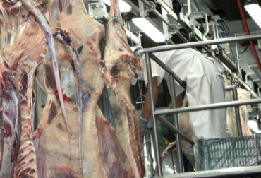 Friogán sacrificaba 350 animales, con la medida el número bajó a 50 cabezas. Foto: Planta Ecológica de Beneficio Animal Rio Frío. Planta de sacrificio.
