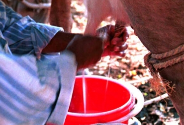Con encuestas se determinarán los hábitos alimenticios y aspectos de salud animal en bovinos. Foto: CONtexto ganadero. Ordeño manual