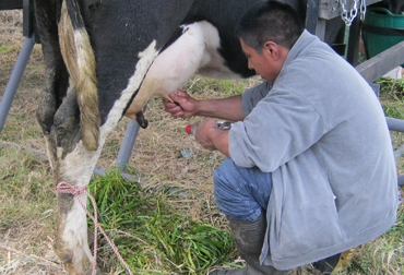 Mejorar la pre-producción de leche es uno de los objetivos del proyecto. Foto: CONtexto Ordeño.jpg