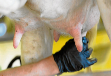 En el Cesar, el litro de leche se lo pagan al productor a precios que oscilan entre $400 y $700. Foto: CONtexto Ganadero. Crisis láctea en Colombia