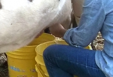 Cerca de un 35% ahorraría cada productor pecuario con la implementación de glicerina dentro de la dieta del ganado. Foto: CONtexto ganadero. Ordeño manual.jpg