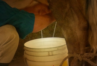 El precio por litro de leche se pagaba a $850 o $860 al productor, pero hoy en día, la industrial están cancelando sólo $800. Foto: CONtexto Ganadero. Lecheros en Boyacá.