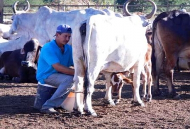El precio que se paga en la actualidad por litro de leche en la región no es rentable. Foto: CONtexto Ganadero. Precio leche Colombia
