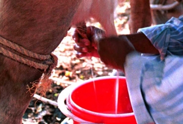 Nestlé es ejemplo a seguir en producción de leche en Caquetá. Foto: Página del Ganadero. Nestle exaltada por producción lechera en Caquetá