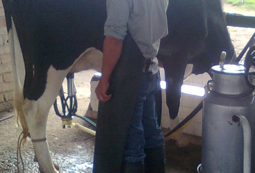 El acopio de leche se hará siempre través de la planta de Lérida. Foto: Fedegán Ordeño mecánico.