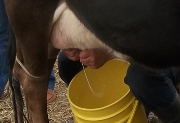 En este municipio de 5.000 hectáreas de producción ganadera, 'Lácteos La Catira'', acopia 6.400 litros de leche diarios. Foto: CONtexto ganadero. Ordeño manual.jpg