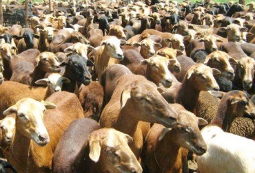 Los animales hurtados están avaluados en $90 millones. Foto: www.engormix.com robo ovinos