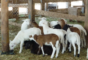 De acuerdo al más reciente reporte del Instituto Colombiano Agropecuario (ICA), La Guajira tiene el 52% del pie de cría ovino nacional. Foto: SENA. Ovinos y caprinos en La Guajira