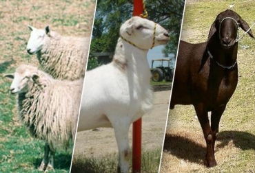 La oveja criolla colombiana, katahdin y santa Inés, son algunas de las razas con las que vienen trabajando los empresarios del Caribe colombiano. Foto: CONtexto Ganadero. Ovinos colombia