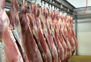 7 plantas de beneficio animal tienen aprobación para sacrificar ovinos en Colombia. Foto: CONtexto Ganadero. sacrificio ovinos