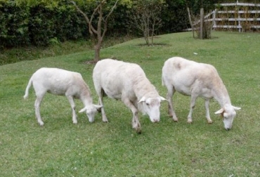 Las especies menores se han vuelto atractivas para los productores antioqueños ante las bondades de la tierra y los comercializadores que hay en el departamento. Foto: mercaganado.com. ovinos en antioquia