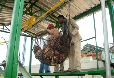 Con la ampliación se espera que la producción aumente a las 60 toneladas/hora. Foto: Planta Extractora de María la Baja. Palma de aceite en Colombia