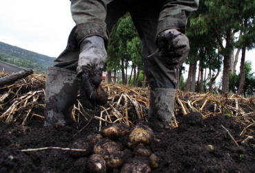 Las fuertes heladas afectaron la siembra de papa en Boyacá. Foto: Víctor Manuel Holguín / Unimedios Cultivos de papa en Boyacá.
