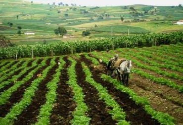 En la Encuesta Nacional de la Situación Nutricional de Colombia, el departamento de Nariño obtuvo el 67.7% con la mayor inseguridad alimentaria. Foto: Alcaldía de Saboyá Cultivo papa.