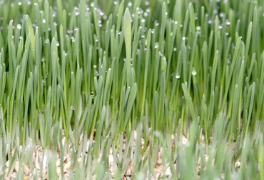 El 'pastel verde' puede ser consumido en su totalidad por el bovino, aportando proteínas, vitaminas y minerales en el animal. Foto: Archivo Fedegán. Forrajes. Foto: Archivo Fedegán.