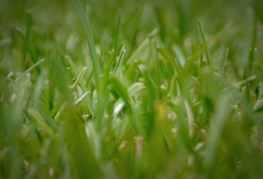 Por hectárea, Marceliano invierte $3 millones en fertilizantes, maquinaria, siembra y cultivo de pastos. Foto: CONtexto Ganadero. Forrajes.jpg