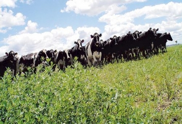 El hato bovino de Colombia está certificado como de riesgo insignificante para la enfermedad. Foto: CONtexto Ganadero. vacas locas