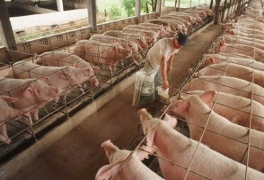El Instituto había suspendido la vacunación de los animales en los departamentos de la costa. Foto: www.rlc.fao.org. peste porcina colombia