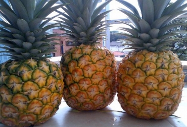 Frutas como la piña, son de las más apetecidas por los consumidores en EE.UU. Foto: Gobernación de Quindío. Piñas colombianas