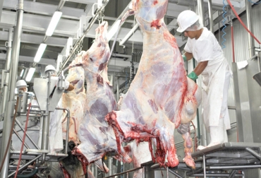 Un año tardó la empresa en obtener la certificación HACCP, debido a las modificaciones que tuvo que implementar al interior del frigorífico. Foto: Río Frío. Frigorífico Río Frío