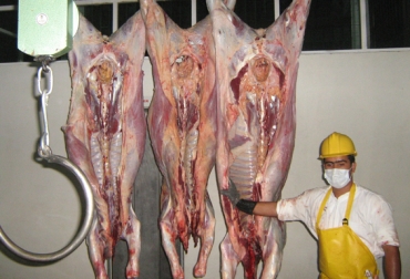 De acuerdo con Frigocer-Expocol, el sacrificio clandestino en Córdoba es de 10 mil 500 reses al año. Foto: Gobernación. Sacrificio clandestino de ganado