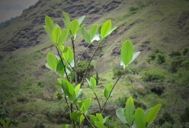 Cerca de 500 familias de las veredas Guacamayas, Acacías, Naranjales, La 2.000, Gaviotas, Unión Baja, entre otras se unieron para protestar de manera pacífica. Foto: CONtexto ganadero. Cultivos de coca.jpg