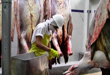 Tenga en cuenta el Manual de inspección, vigilancia y control en plantas de beneficio de animales de abasto público. Foto: La Crónica del Quindío. Planta de beneficio. Foto: La Crónica del Quindío