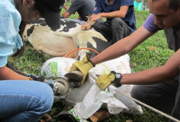 Varios ganaderos y trabajadores de la región de Salento en Quindio, participaron de la capacitación en podología bovina Podología bovina