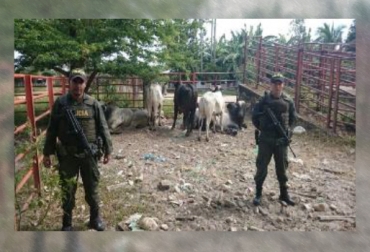 Hasta noviembre de 2014 la Polfa decomisó 1.122 animales contra los 560 del año inmediatamente anterior. Foto: Cortesía. policía fiscal y aduanera, polfa