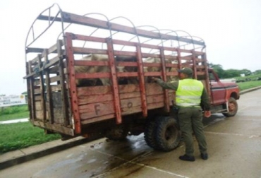 El alcalde de Cereté le pidió a la Policía Nacional redoblar los esfuerzos. Foto: Policía Nacional de Colombia. Policía ganado