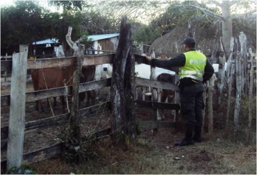 Los ganaderos aseguraron que el abigeato y la extorsión son los flagelos que más azotan la zona. Foto: Policía Nacional de Colombia. Extorsión ganaderos Córdoba