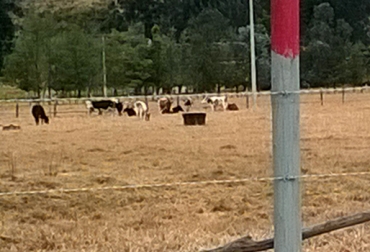 Las bajas temperaturas en el departamento de Boyacá, alcanzaron los -5°C. Foto: CONtexto Ganadero. Heladas en Boyacá.