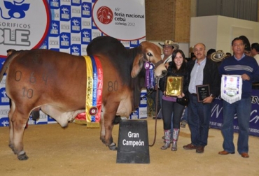 800 animales y más de 150 ganaderías ya confirmaron su participación en el evento. Foto: Asocebú. feria nacional cebú