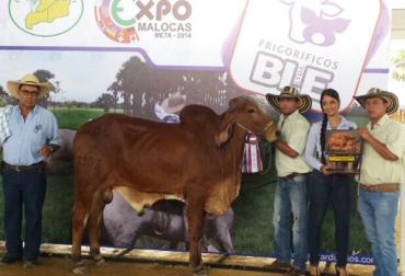 Con la premiación de las razas gyr se dio inicio al juzgamiento en la Feria Malocas 2014. Foto: CONtexto Ganadero. Juzgamiento gyr