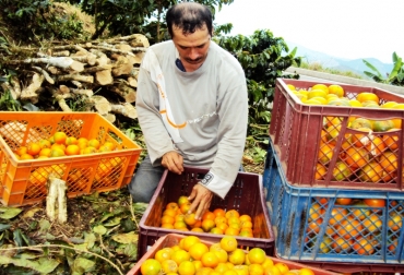 Productores agropecuarios de Caldas podrían eliminar la intermediación, dar valor a sus productos y mejorar las utilidades, si se logran alianzas con Supermercados Ara y Almacenes Éxito. Foto: Agencia de Noticias Unal. Productores agropecuarios de Caldas